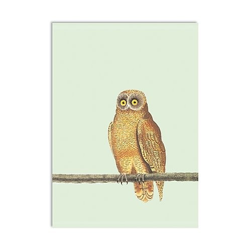 Mellow Owl Postkarte